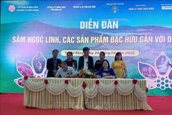 Đưa Tu Mơ Rông trở thành vùng trọng điểm phát triển sâm Ngọc Linh của Kon Tum