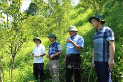 Hà Giang khắc phục gần 1.600 ha cam bị bệnh vàng lá, khô đầu cành