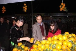 Cam sành Hàm Yên. Ảnh: TTXVN