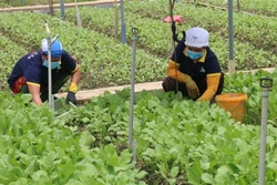 Ứng dụng công nghệ nâng cao hiệu quả trồng màu