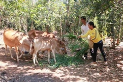 Hộ gia đình người dân tộc thiểu số S'tiêng tại xã biên giới Bù Gia Mập phát triển chăn nuôi bò từ vốn vay của Ngân hàng Chính sách xã hội. Ảnh: K GỬIH - TTXVN