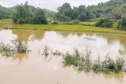 Nhiều diện tích lúa ở xã Minh Quán, huyện Trấn Yên, tỉnh Yên Bái bị ngập lụt. Ảnh: TTXVN phát