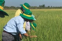 Trồng lúa thông minh lãi đến 26 triệu đồng/ha/vụ ở Trà Vinh