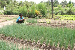 Gia đình bà Thạch Thị Sưa, xã Phong Phú, huyện Cầu Kè có 1,8 ha đất nông nghiệp; trong đó, bà trồng lúa 1,4 ha và trồng màu 0,4 ha. Bình quân mỗi ngày, gia đình bà có nguồn thu nhập khá ổn định, khoảng 300.000 đồng từ 0,4 ha rau màu; cao hơn rất nhiều lần