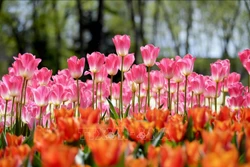 Tưng bừng Lễ hội hoa tulip Istanbul 2022 tại Thổ Nhĩ Kỳ