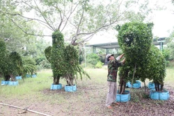 Nhân viên một điểm du lịch chăm sóc cây cảnh tạo hình thú trước khi mở cửa đón khách trở lại. Ảnh: Huỳnh Phúc Hậu - TTXVN