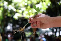 Cây sâm Ngọc Linh được nhổ ở vườn ươm trước khi đi trồng. Ảnh: Cao Nguyên-TTXVN
