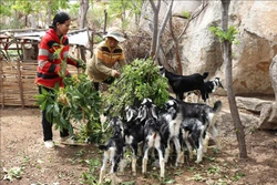  Mô hình nuôi dê kết hợp nhận khoán bảo vệ rừng giúp nhiều hộ đồng bào Chăm ở xã Phước Nam (huyện Thuận Nam, Ninh Thuận) vươn lên thoát nghèo. Ảnh: Nguyễn Thành – TTXVN
