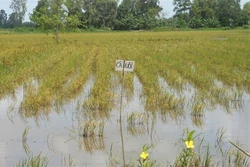 Nuôi cá trên ruộng thay lúa thu đông