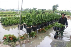 Hàng chục ha hoa cảnh ở Sa Đéc bị ngập trong lũ