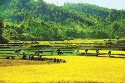 Quảng Ngãi phát triển cây lúa nước ở 6 huyện miền núi