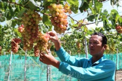 Trồng nho “ba màu” giúp nông dân Ninh Thuận tăng thu nhập
