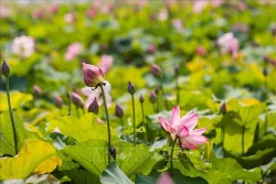 Ao Sen - điểm nhấn văn hóa du lịch trên quê hương của Người