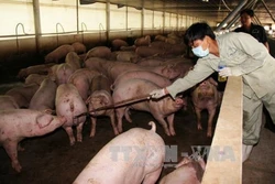 Phát hiện hành vi mới tuồn chất cấm vào chăn nuôi