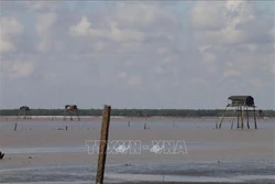 Tiền Giang khuyến cáo nông dân phòng ngừa dịch bệnh cho nghêu