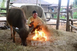 Lào Cai sáng tạo trong chống rét cho gia súc