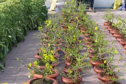 Kỹ thuật trồng và bón phân cho cây mai