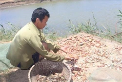 Phòng trị tôm bị rụng râu, phồng đuôi, đốm đen, đốm nâu