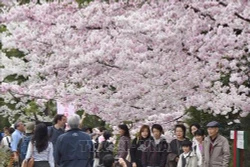 Tokyo được bình chọn là thành phố lớn được yêu thích nhất thế giới