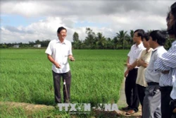 Lúa đặc sản, lúa hữu cơ cho giá trị cao ở Sóc Trăng