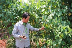 Gỡ vướng cho Sachi - cây trồng nhiều tiềm năng trên đất Gia Lai