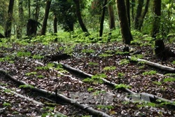 Mở rộng gần 17.000 ha vùng chỉ dẫn địa lý sâm củ Ngọc Linh