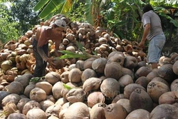 Bến Tre xây dựng 15 hợp tác xã điểm ứng dụng công nghệ cao