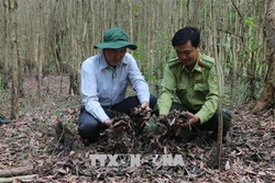Chỉ đạo khẩn về triển khai các biện pháp cấp bách phòng cháy, chữa cháy rừng
