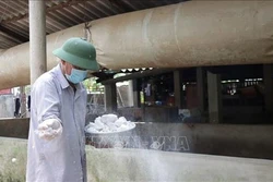 Quảng Trị ngăn bệnh lở mồm, long móng trên lợn lan rộng