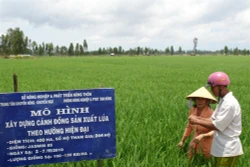 Khó khăn tiêu thụ lúa gạo ở đồng bằng sông Cửu Long