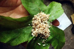 Lên Bắc Giang ăn đặc sản trứng kiến