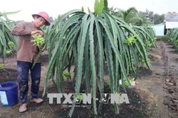 Phát triển cây thanh long trên vùng Đồng Tháp Mười