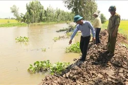 Đồng Tháp vỡ đê bao khiến thiệt hại gần 150 ha lúa