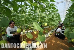 Nông nghiệp ứng dụng công nghệ cao ở Ngọc Lặc