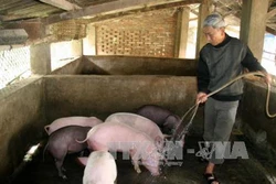 Cựu chiến binh Kiều Văn Quang làm giàu trên vùng đất khó