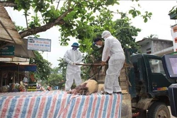 Ban hành Nghị quyết 42 về triển khai giải pháp cấp bách phòng, chống Dịch tả lợn châu Phi