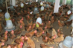 Kỹ thuật chăn nuôi và phòng trị bệnh cho gà