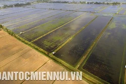 Hiệu quả từ mô hình một vụ tôm - lúa ở Kiên Giang