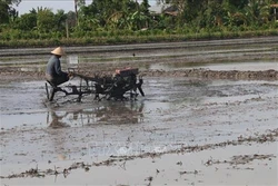Tiền Giang xuống giống vụ Đông Xuân đồng loạt né hạn mặn
