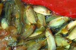 Kỹ thuật nuôi cá rô đồng hiệu quả