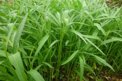 Hướng dẫn cách trồng và chăm bón rau muống