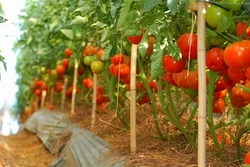 Cây cà chua, kỹ thuật trồng và chăm sóc như thế nào?