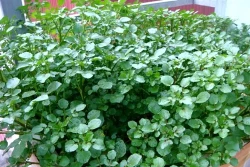 Hướng dẫn cách trồng và chăm bón rau xà lách xoong