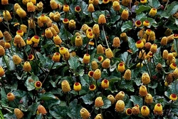 Bài thuốc hay từ cây cúc áo