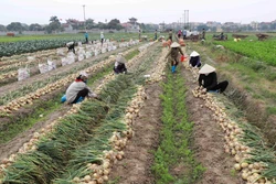 Nông dân xã Tiền Phong, huyện Mê Linh (Hà Nội) thu hoạch hành tây.