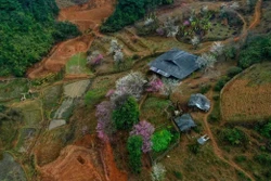Tháng 2 âm lịch, khi hoa đào miền xuôi đã tàn từ lâu nhưng trên vùng núi biên cương Cao Bằng, những cành đào vẫn rực rỡ khoe sắc. Ảnh: TTXVN phát