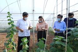 Xây dựng các mô hình liên kết sản xuất, tiêu thụ nông sản là giải pháp quan trọng để Hà Nội hướng tới một nền nông nghiệp hàng hóa, giúp nông dân nâng cao giá trị sản phẩm một cách bền vững.