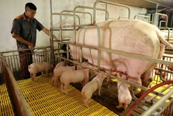 Hà Nội khuyến khích chăn nuôi lợn theo vùng, xã trọng điểm, xa khu dân cư và sẽ tập trung hỗ trợ các trang trại chăn nuôi quy mô lớn nằm trong vùng quy hoạch của địa phương.