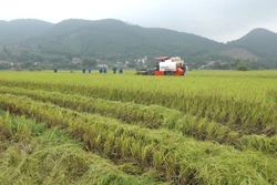 Hà Nội sẽ quy hoạch vùng sản xuất, xây dựng cánh đồng mẫu lớn, áp dụng tiến bộ khoa học - kỹ thuật, đưa cơ giới hóa vào sản xuất lúa.