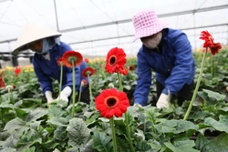 Nông dân Chương Mỹ (Hà Nội) trồng hoa có thu nhập cao gấp 2 - 3 lần so với trồng lúa.